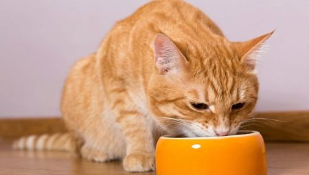 Er det mulig å mate en katt tørr og våt mat samtidig?