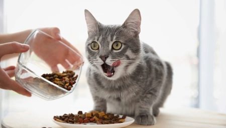 Er det muligt kun at fodre en kat med tør mad og hvordan man gør det?