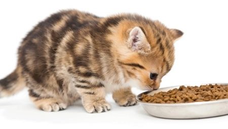 Adakah mungkin untuk memberi makan anak kucing hanya dengan makanan kering atau hanya basah?