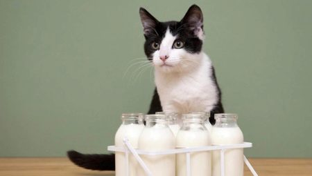 يمكن القطط الحصول على الحليب وما هي القيود؟