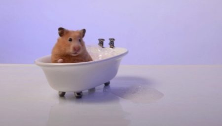 Er det mulig å bade hamstere, og hvordan gjøre det riktig?