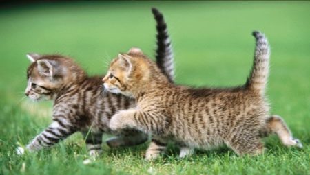 Zacht voer voor kittens: fabrikantenbeoordeling en selectieregels