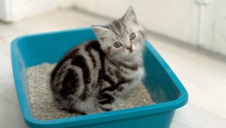 Mèo xả rác: giống và sự tinh tế trong sử dụng