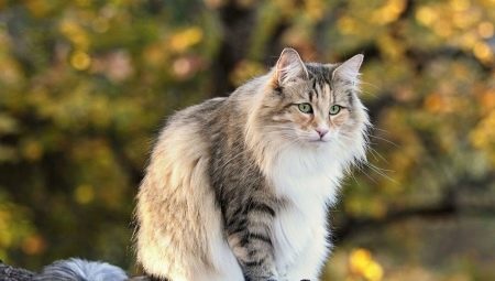 Mèo rừng Na Uy: mô tả, bảo trì và chăn nuôi