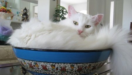 Pregled bijele mačke pasmine turska Angora