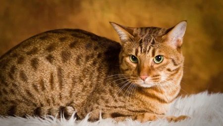 Ocicat: תיאור וטיפול בגזע החתולים