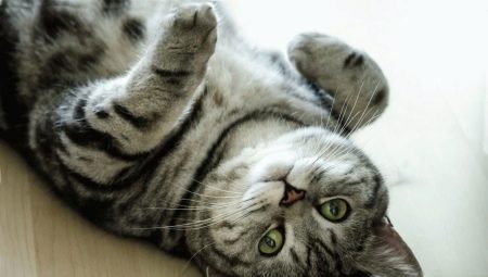 Boja britanske mačke Whiskas: značajke boje i suptilnosti njegovanja