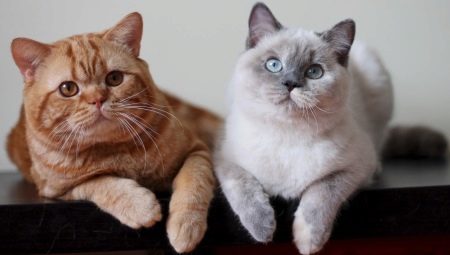 Barvy britských koček