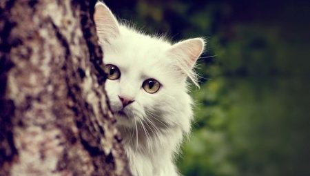 Описание на ангорските котки, техните характеристики на отглеждането и храненето