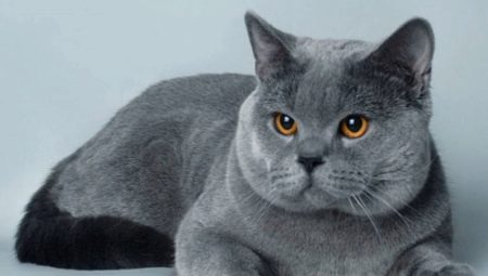 Opis modrých britských mačiek a zložitosti ich obsahu