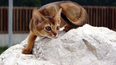 Descrizione della natura e delle abitudini dei gatti abissini