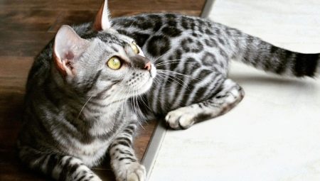 وصف وقواعد لحفظ القطط الرمادية البنغالية