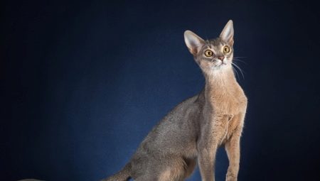 Descrierea și conținutul pisicilor albastre abisiniene