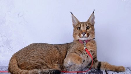 Beschreibung und Pflege von Caracat-Katzen