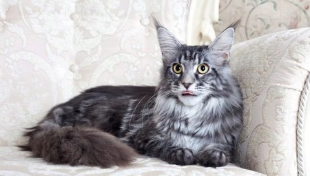 Description and content of Maine Coons