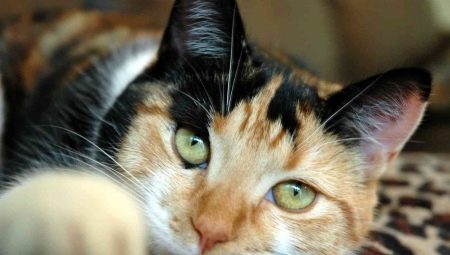 Trispalvių kačių veislių ir turinio aprašymas