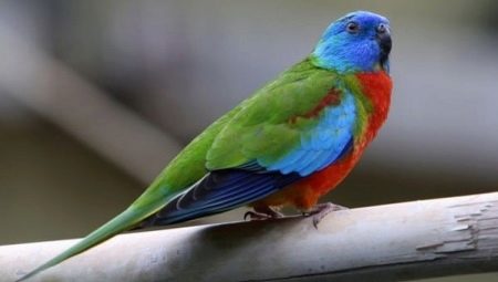 Popis druhů papoušků travních a pravidla jejich údržby
