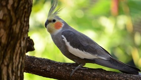 Originelle und ungewöhnliche Namen für Papageien