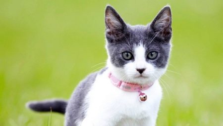 Halsband för katter: typer, val och funktioner