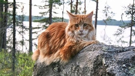 Colori Maine Coon