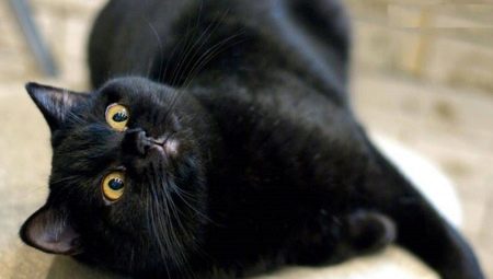 Caracteristici, natura și conținutul pisicilor britanice negre