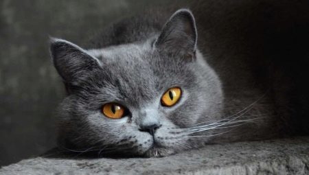  Ciri-ciri Karakter Kucing British