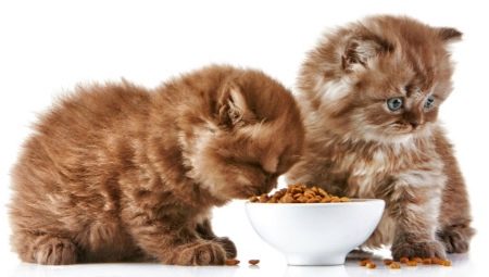 Kenmerken en beoordeling van super premium voer voor kittens