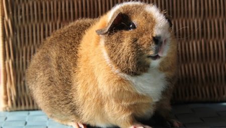 Ciri-ciri Teddy guinea babi dan peraturan untuk penyelenggaraan mereka