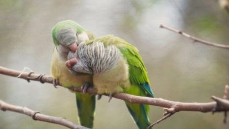 Vlastnosti Quaker Parrots