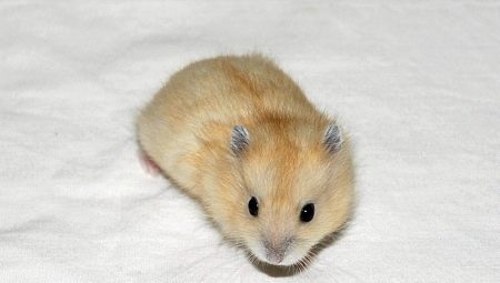Ciri-ciri penghasilan semula hamster Dzungarian