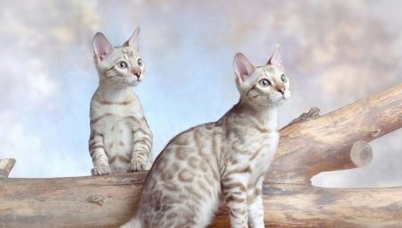 Ciri-ciri Kucing Salji Bengal