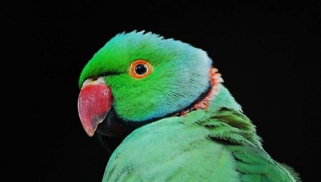 Necklace parrots: species, keeping and breeding