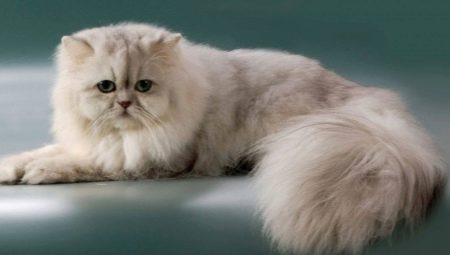 Persų šinšilos: kačių veislės aprašymas ir pobūdis