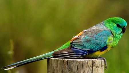 Sang papegøyer: beskrivelse, regler for å holde og avle