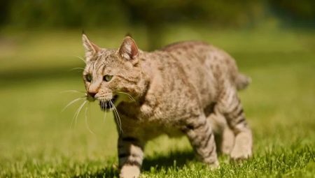 Pixibob: ciri baka kucing dan keadaan mereka
