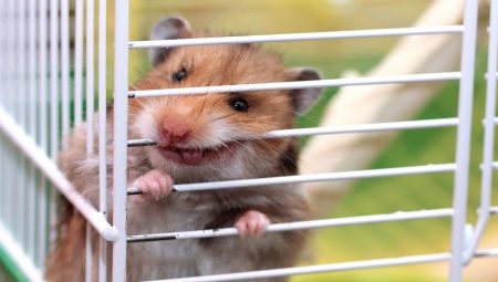 Waarom knaagt een hamster aan een kooi en hoe moet hij deze spenen?