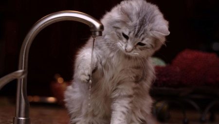 Kodėl katės bijo vandens?