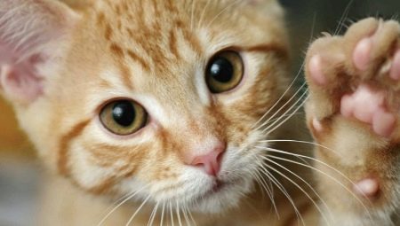 Hvorfor tramper katter oss labbene?