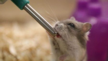 Bát uống cho hamster: các loại, lắp đặt và sản xuất