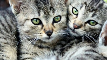 Tabby katter: funktioner, raser, urval och vård