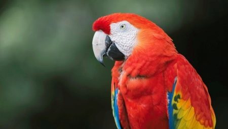 Papagáj papagáj: druh, pravidlá chovu a chovu