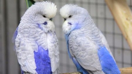 Papegøyer tsjekkisk: særegne funksjoner og regler for omsorg