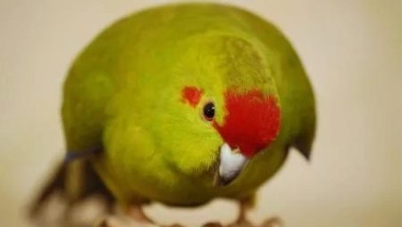 Papagáj Kakarik: opis, druhy, vlastnosti chovu a chovu
