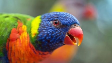 Lori papagaj: značajke vrsta i pravila držanja