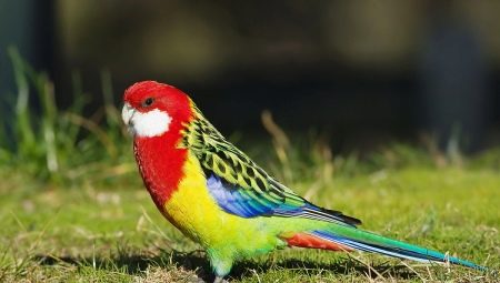 Papagáj Rosella: opis, druhy, pravidlá chovu