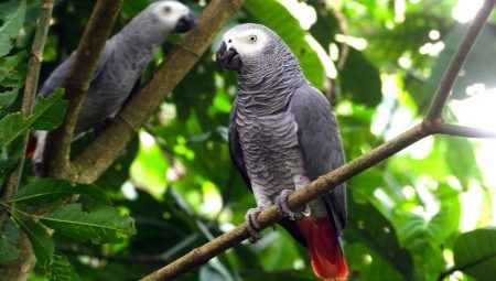 Papuga Jaco: opis gatunku, cechy treści, zasady wyboru