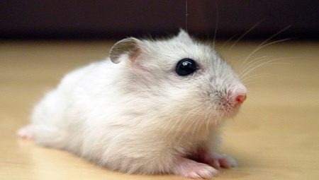 Casă populară și rase neobișnuite de hamsteri