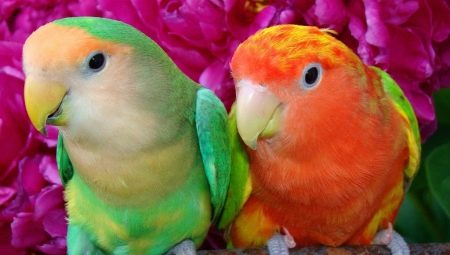 Popular types and features of keeping parrots
