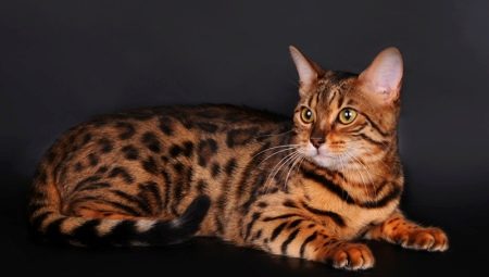 Rassen von Katzen und Katzen von Tigerfarbe und deren Inhalt