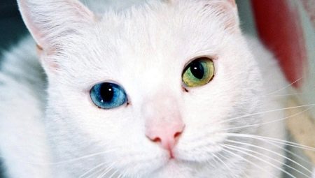 Katteacer med øjne i forskellige farver og træk ved deres helbred